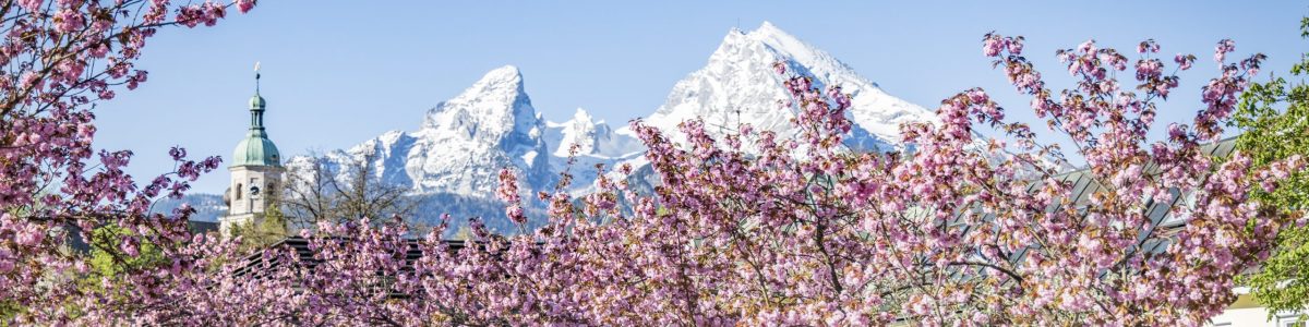 Kirschblüte Header