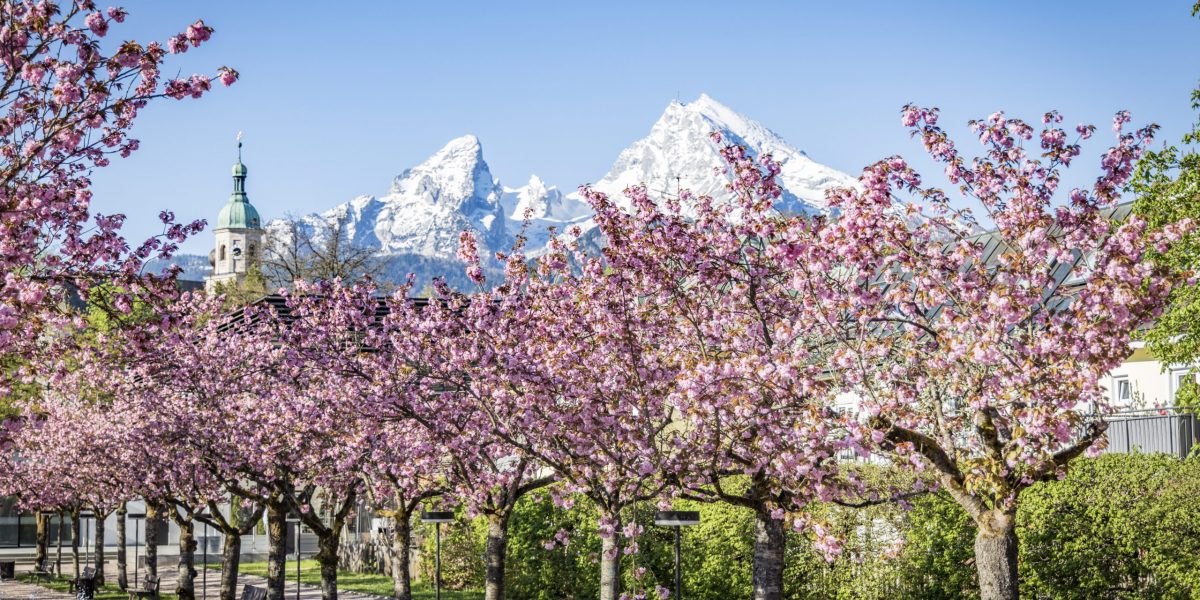 Kirschblüte im Kurgarten Berchtesgaden